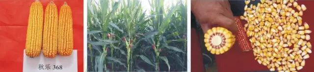 2021年玉米核心品种展示,中国玉米新品种图鉴官网