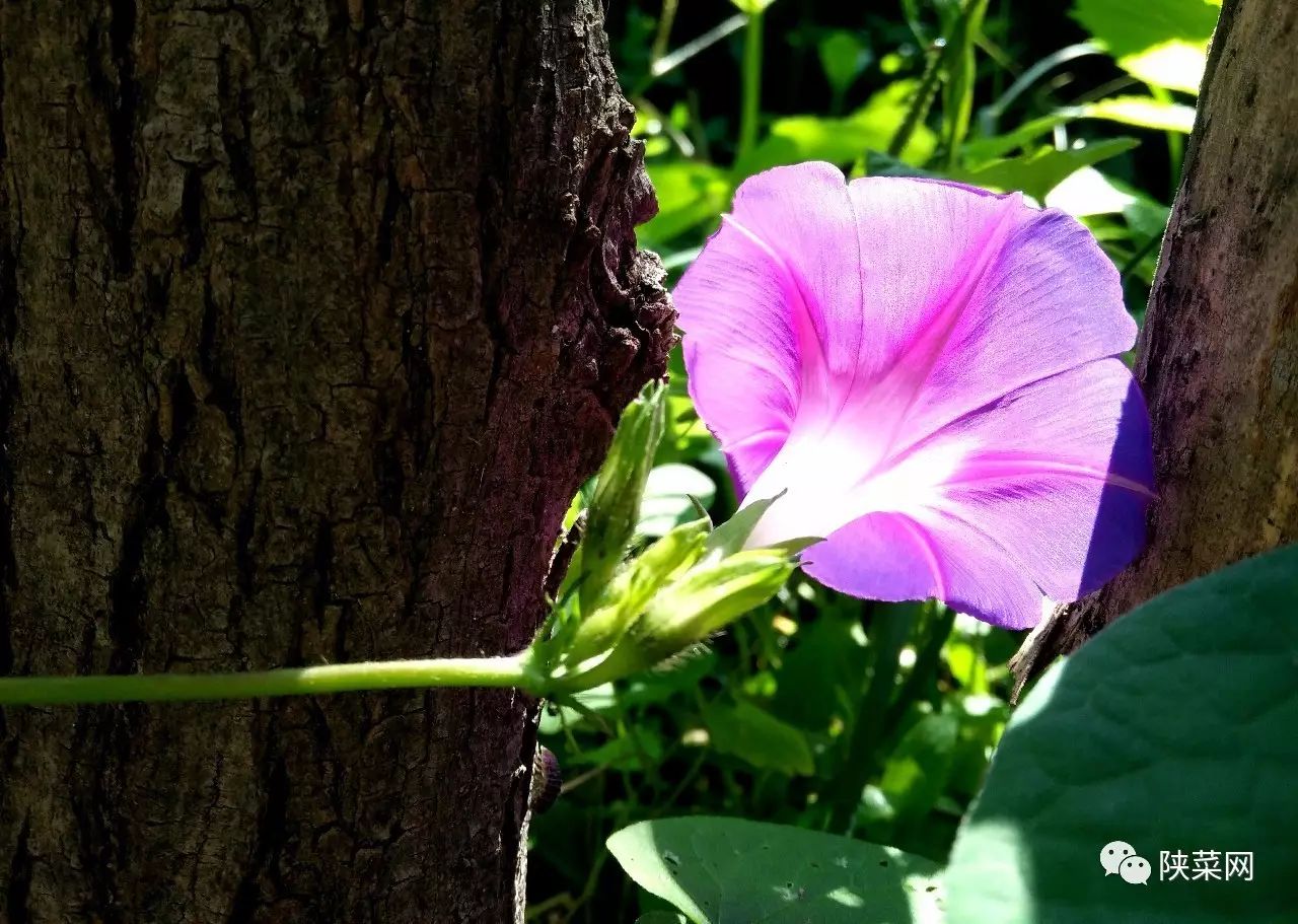 西安最好的陕菜在哪里,西安陕菜探店