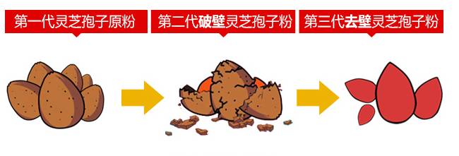 豆瓣评分8.4分，感动上亿中国观众，这部中草药版的《舌尖上的中国》，告诉你灵芝孢子粉的故事