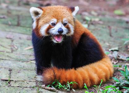 小熊猫越狱6小时后续,小熊猫越狱是什么样子的