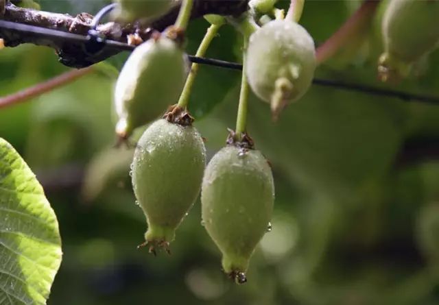 丹棱应季水果有什么,丹棱哪种水果最好