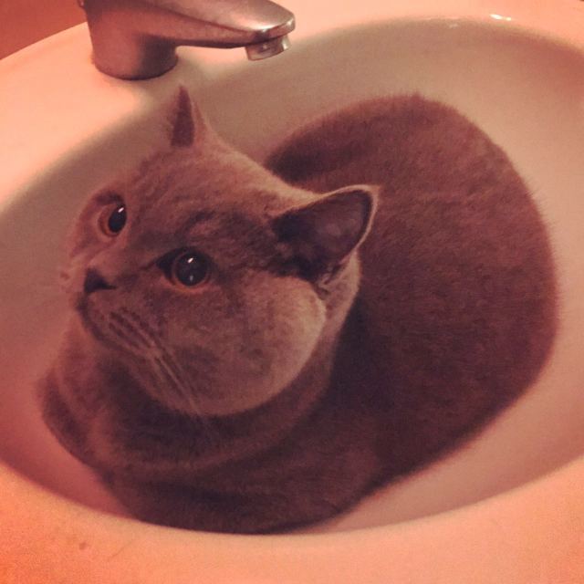 搞笑诺贝尔奖猫咪,关于猫的诺贝尔搞笑奖