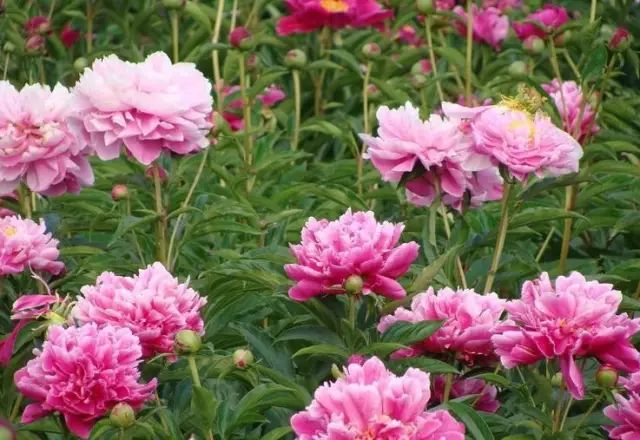 黑龙江新增试点大学,黑龙江省教育厅公示大学名单