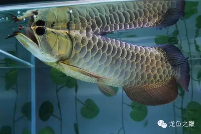 龙鱼饲料训练,龙鱼喂养视频无解说