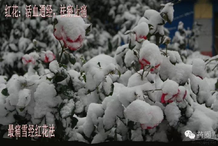 红花活血祛瘀药,每日一味中药当归