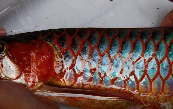 小红龙怎么看眼睛大,红龙如何看血统