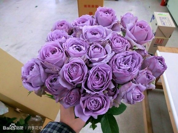 蓝紫色月季无刺品种有哪些,枝条细弱蓝紫色月季品种