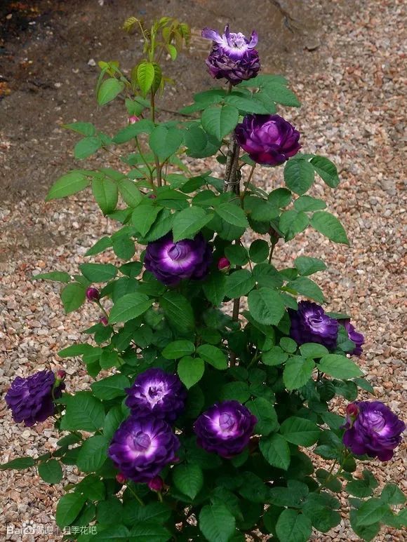 蓝紫色月季无刺品种有哪些,枝条细弱蓝紫色月季品种