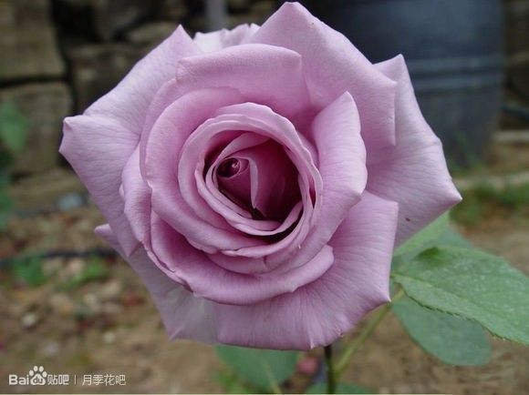 蓝紫色月季无刺品种有哪些,枝条细弱蓝紫色月季品种