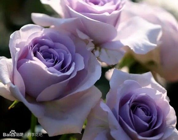蓝紫色月季无刺品种有哪些,枝条细弱蓝紫色月季品种