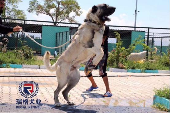 北京瑞格犬业,北京瑞格犬业官网