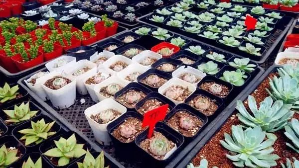 他从金融行业改行做淘宝 做出一个萌萌哒的多肉“半亩田”