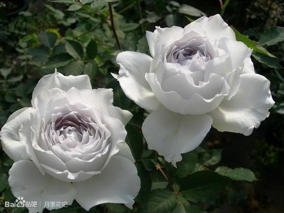 蓝紫色月季无刺品种有哪些,枝条细弱蓝紫色月季品种