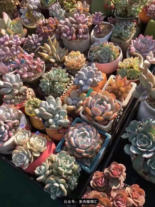 只有见过韩国肉友的阳台,才知道什么叫做物尽其用!