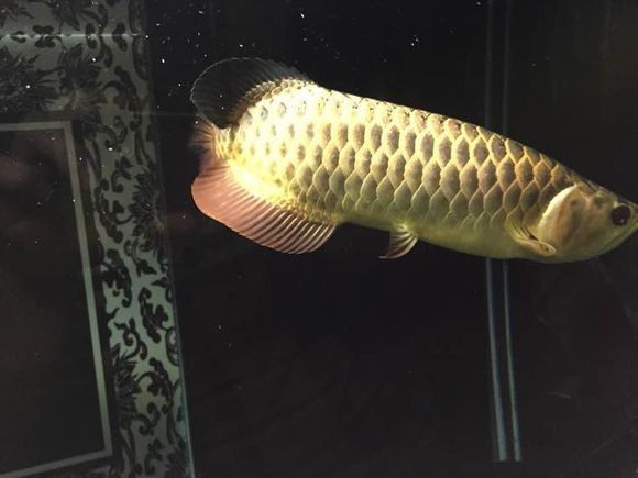 新手金龙如何饲养,金龙锁框