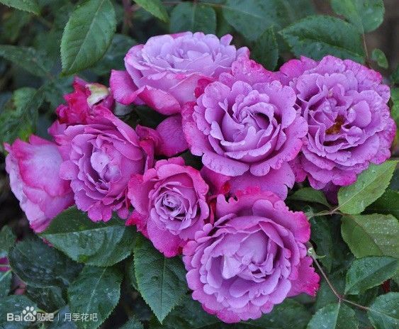 蓝紫色月季无刺品种有哪些,枝条细弱蓝紫色月季品种