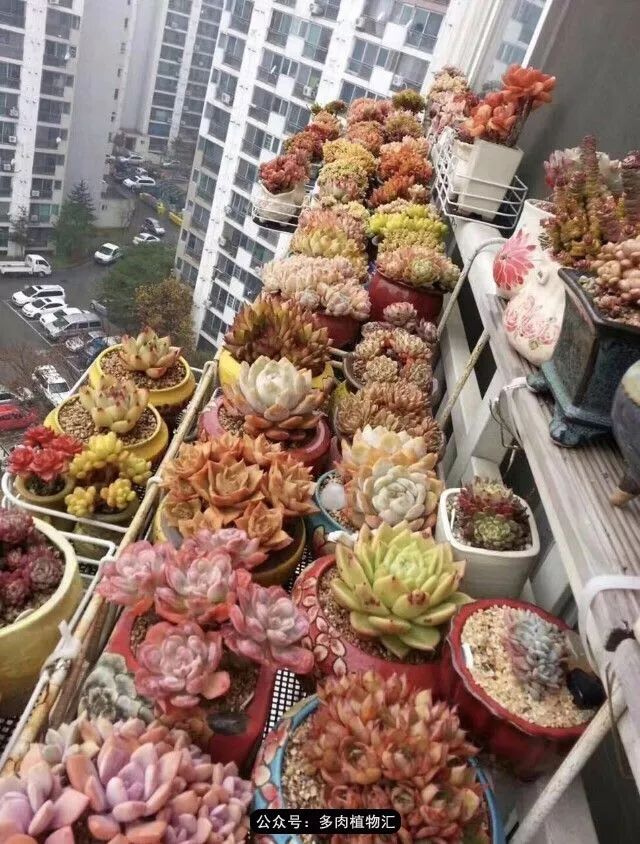 只有见过韩国肉友的阳台，才知道什么叫做物尽其用！