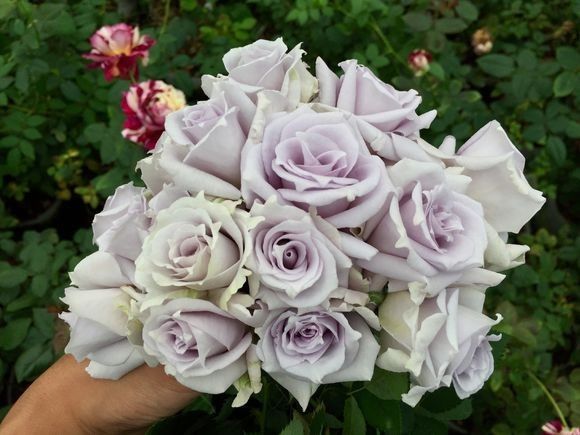 蓝紫色月季无刺品种有哪些,枝条细弱蓝紫色月季品种