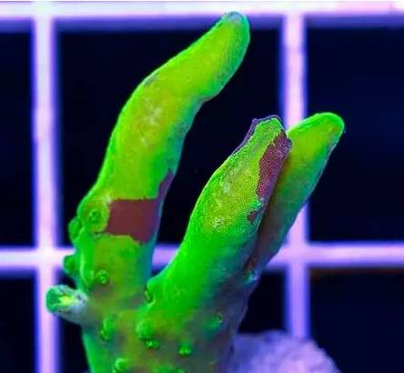 红单苞珊瑚可以嫁接吗,珊瑚树可以嫁接什么