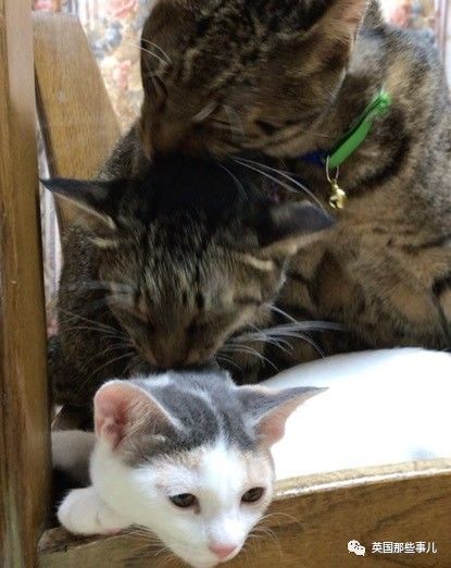 铲屎官养的猫夫妻,一对猫夫妇的铲屎官