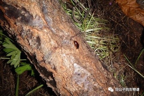 你以为蟑螂什么都吃？可是也有只吃花粉的小清新蟑螂啊！小强万岁！