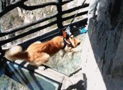 洛阳洛浦玻璃栈道在哪,河南洛阳木札岭景区玻璃栈道