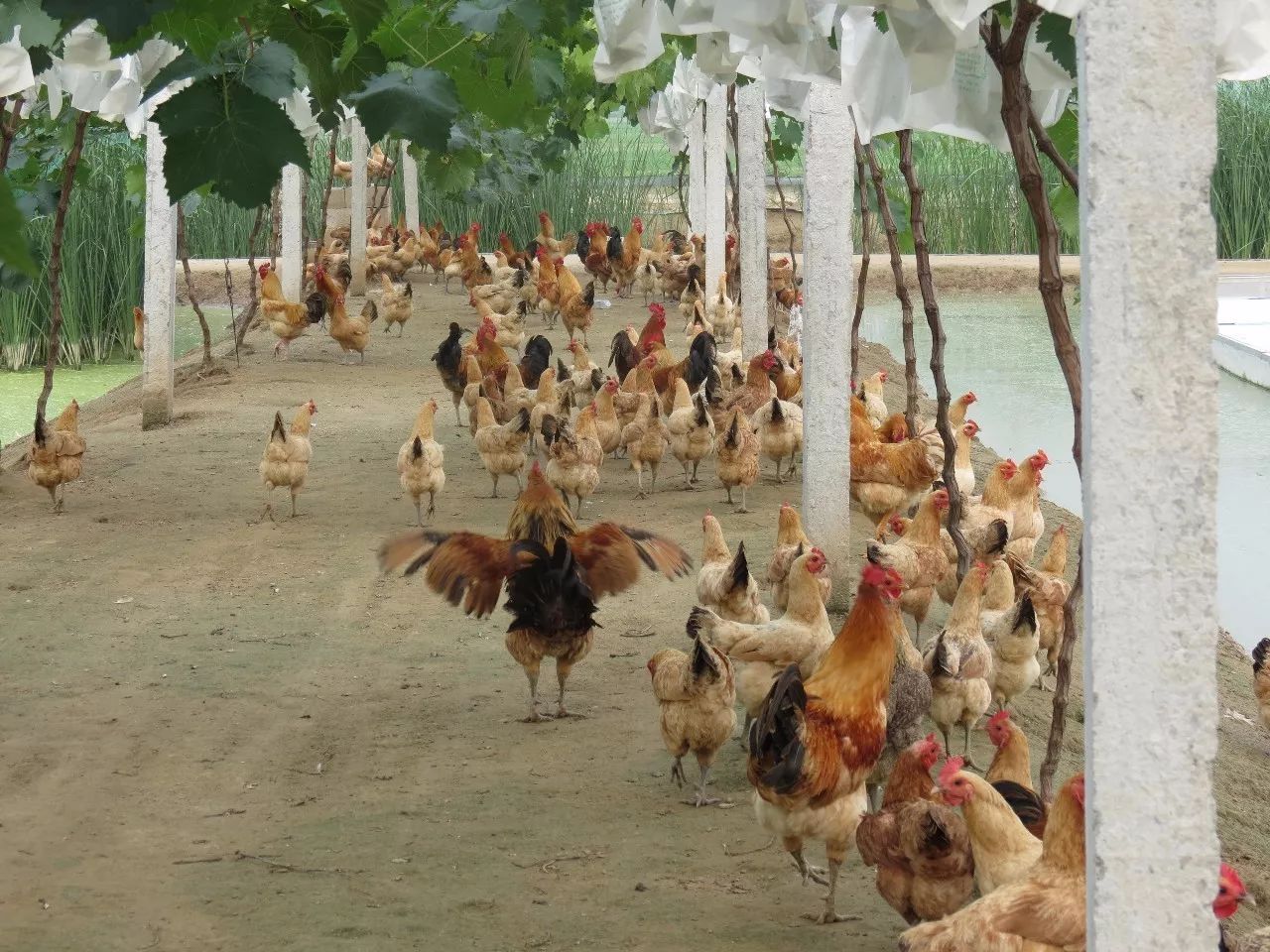 喜迎十九大创富英雄青春荣耀（十）｜创业致富“苏卜牌”富民壮村“水立方”