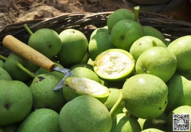 天水市委常委、副市长李晓东:我家门前清水流,漫山遍野鲜核桃!