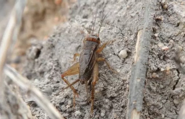 我是害虫！很多人却不认识我！