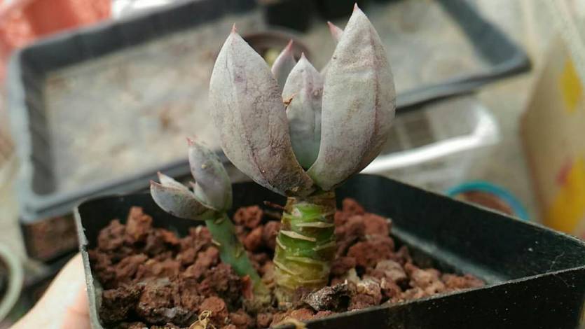 经历了天灾*祸人**的多肉，居然能靠这招拯救？