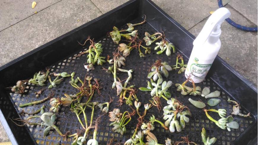 经历了天灾*祸人**的多肉，居然能靠这招拯救？