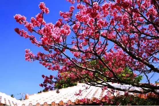 日本旅游不注意这些问题,日本旅游不签证会怎么样