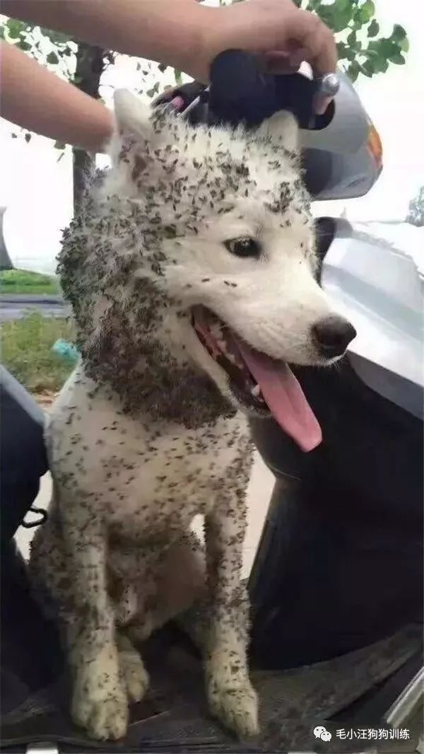 附近的宠物店太多怎么办,被全国的宠物店拉黑的狗