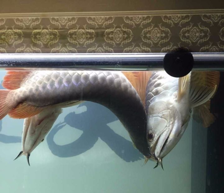 龙鱼死亡现象判断死亡原因,龙鱼全部死了有什么征兆