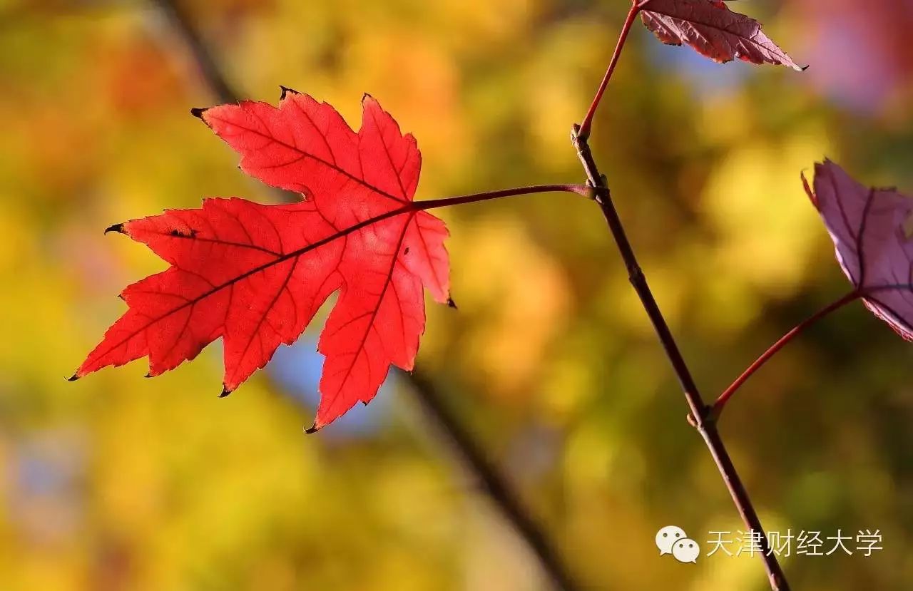 又是一年辅修季，嘘，天财学子已沉迷学习，请勿打搅