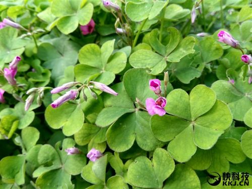 红米5a深度评价,怎样购买599元的红米5a