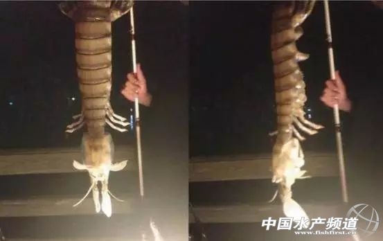 虾类有几千种，你又认识几种？