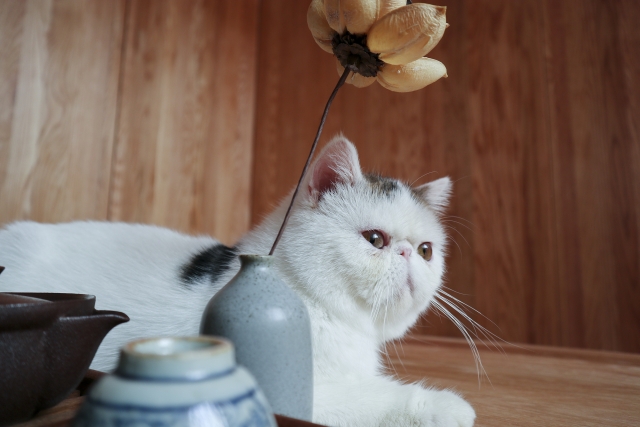 佳能eosm100基础教程,佳能eosm100效果