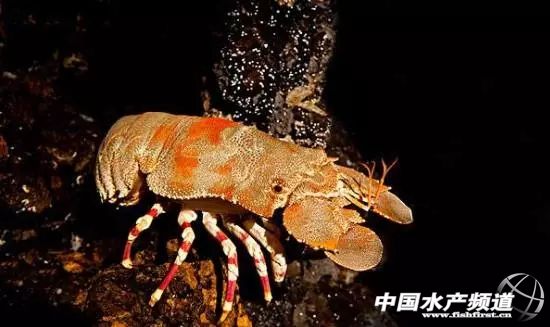 虾类有几千种，你又认识几种？