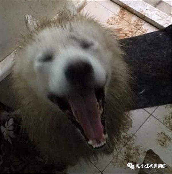 附近的宠物店太多怎么办,被全国的宠物店拉黑的狗