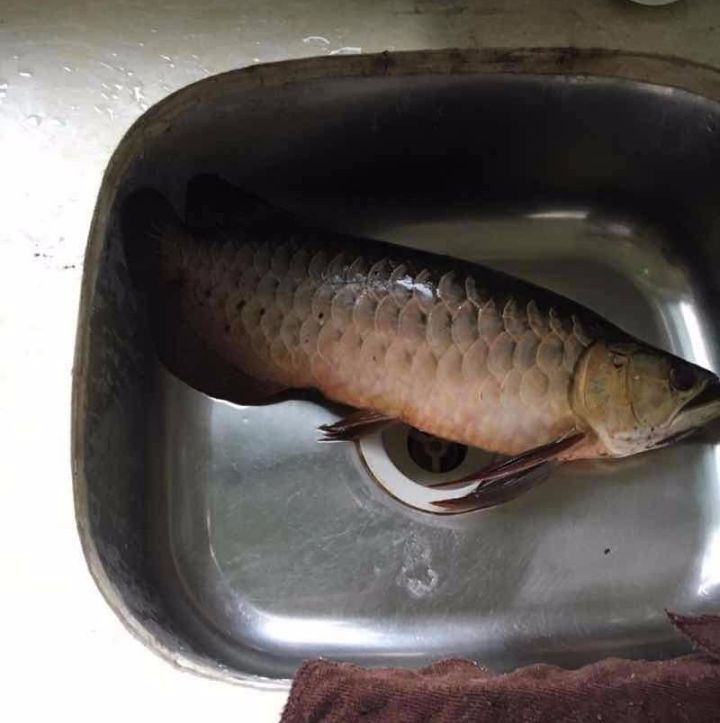 龙鱼的疾病和处理方法,龙鱼养的好好的怎么就突然暴毙了