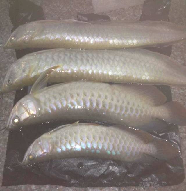 龙鱼死亡现象判断死亡原因,龙鱼全部死了有什么征兆