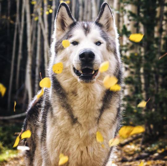 俊介犬舍推荐,俊介犬猫