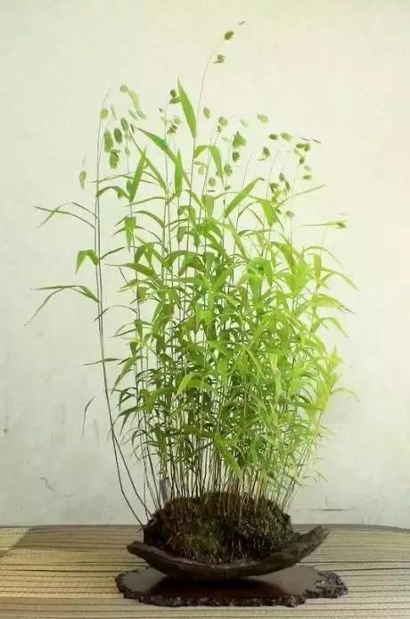 一花一世界一草一天堂一叶一菩提,一花一世界一草一天堂歌曲