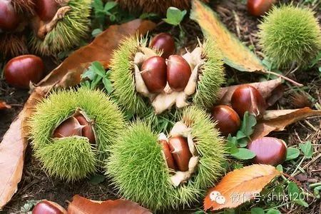 霜降季哪些疾病高发期,霜降到了要注意什么