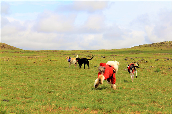 活动回顾｜欧帝亿主题狗狗巴士察哈尔草原深处探秘万年火山