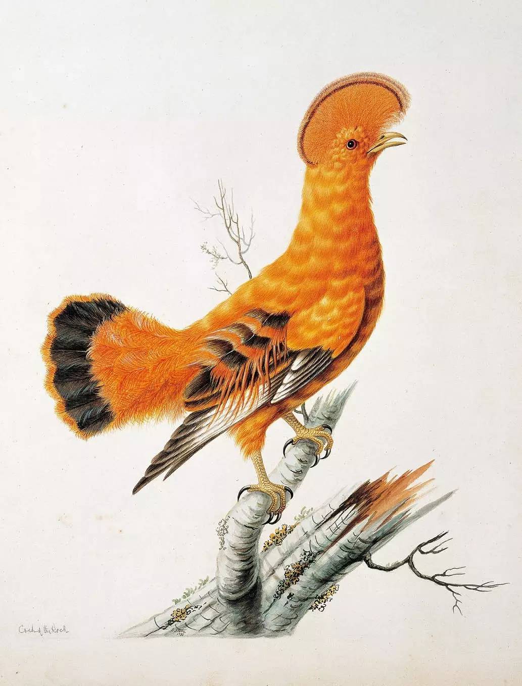 书籍人类的营养品莎士比亚,莎士比亚曾说书籍是人类的营养品