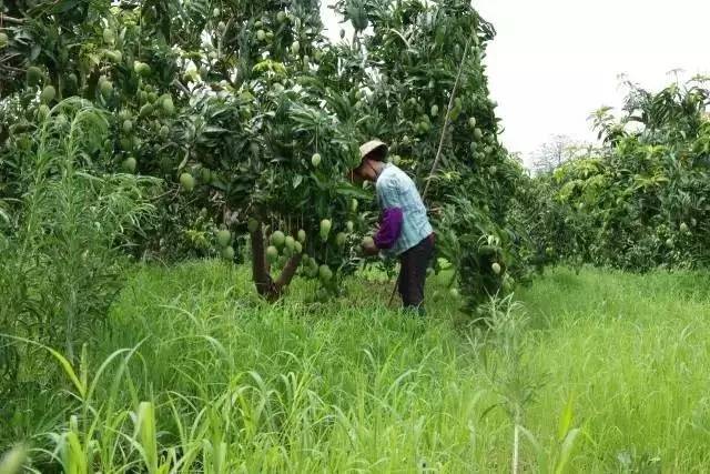 果园免费试吃大全,2019果园免费试吃