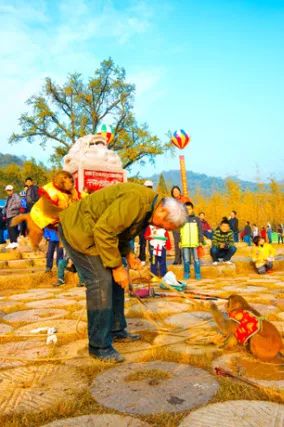 银杏舞，醉深秋｜送您最新赏杏精品自驾游线路！