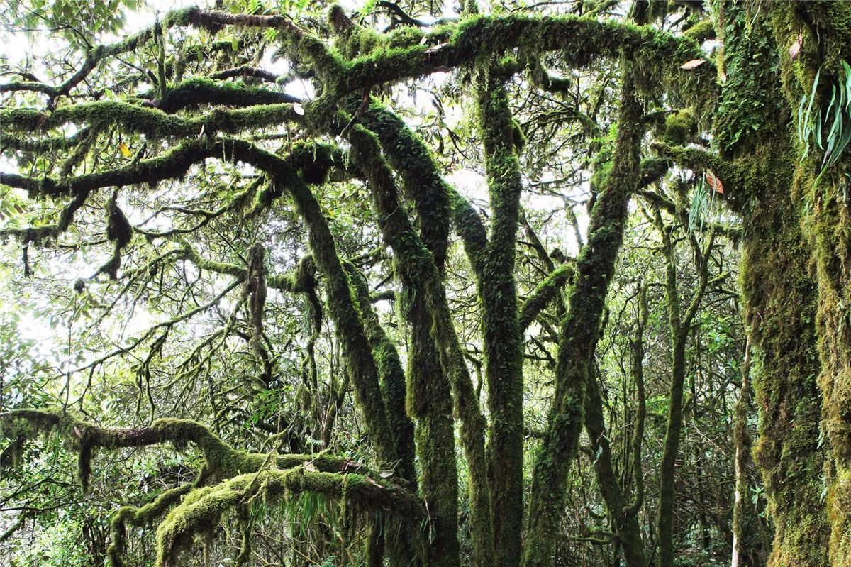 芒市黑河老坡沿途自然风景,芒市苤菜坝和黑河老坡一样吗